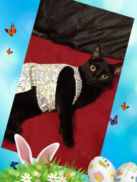 Handbags - 🐰 Happy Easter 🐣